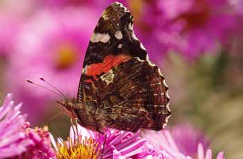 区块链系统的ddos攻击