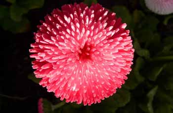 网页攻击器教程